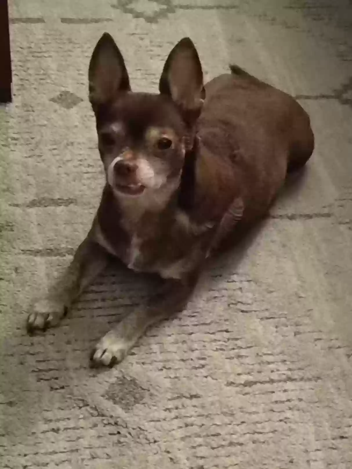 Lost dog in Sarasota, FL, 34239