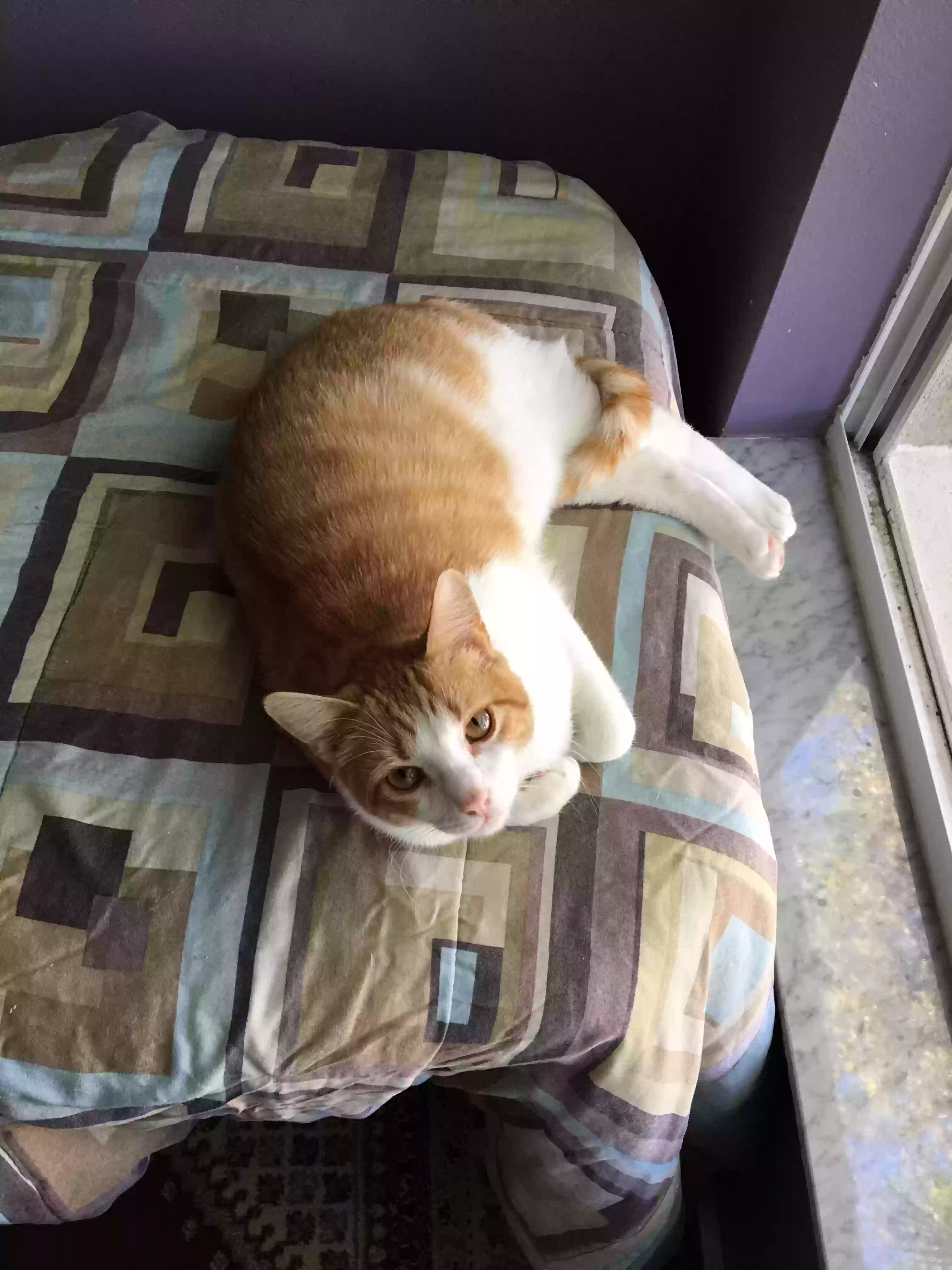 Lost cat in Clermont, FL, 34711