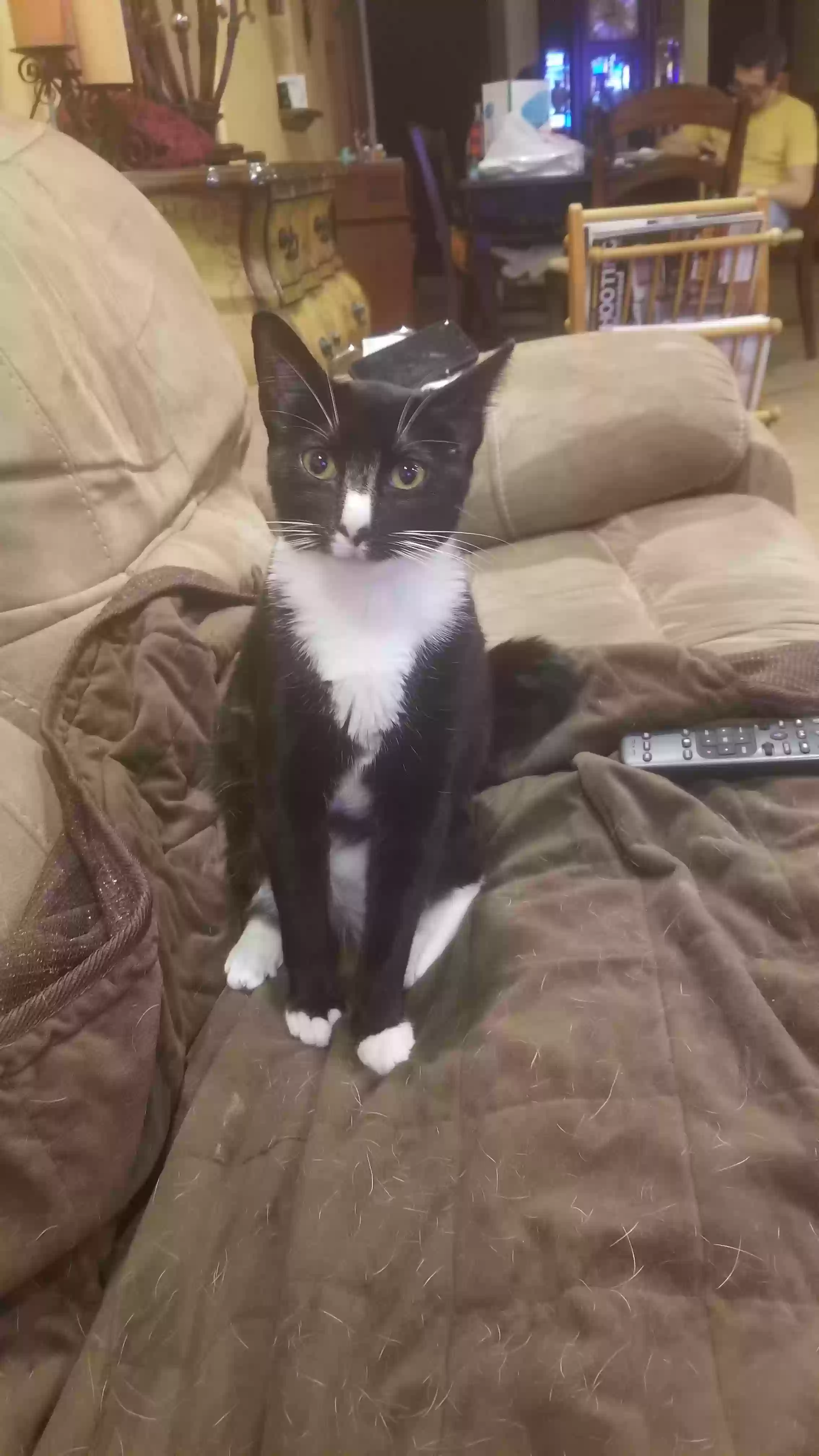 Lost cat in Friendswood, TX, 77546