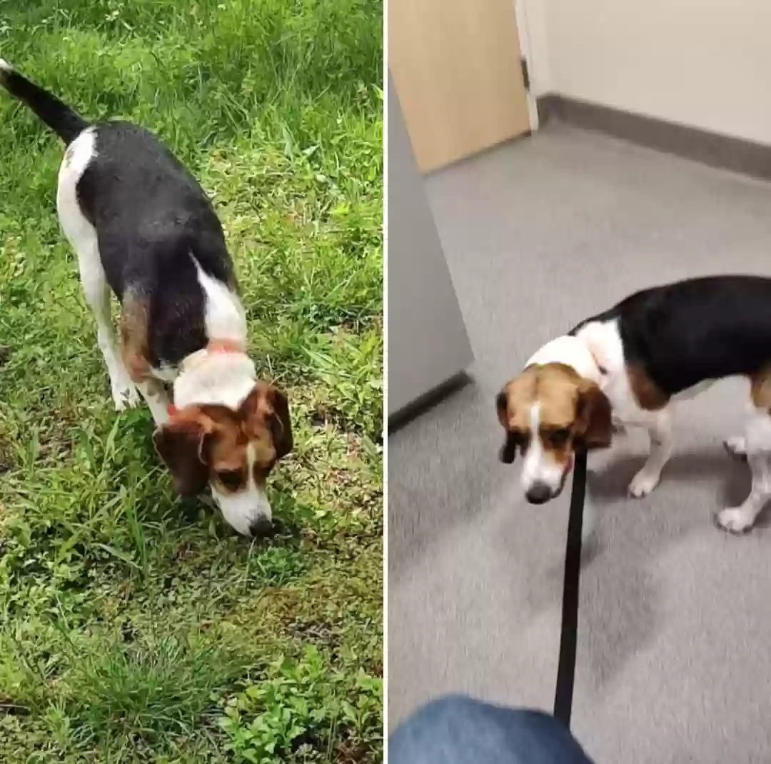 Lost dog in Carrsville, VA, 23315
