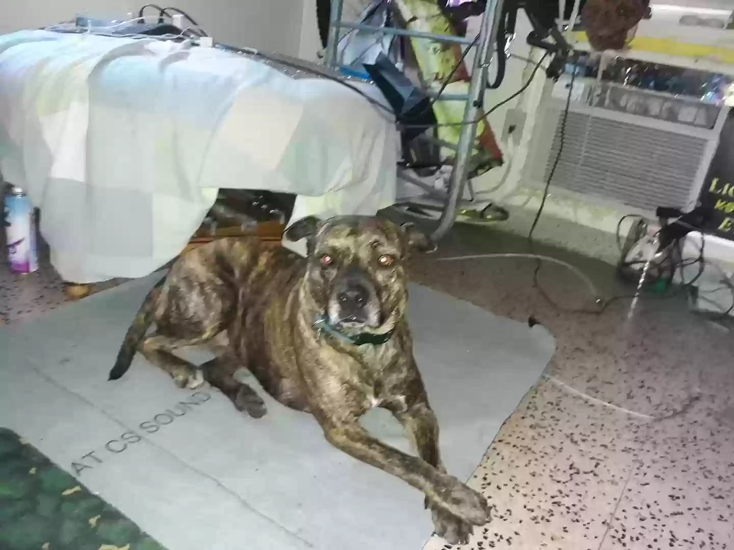 Lost dog in Miami, FL, 33130