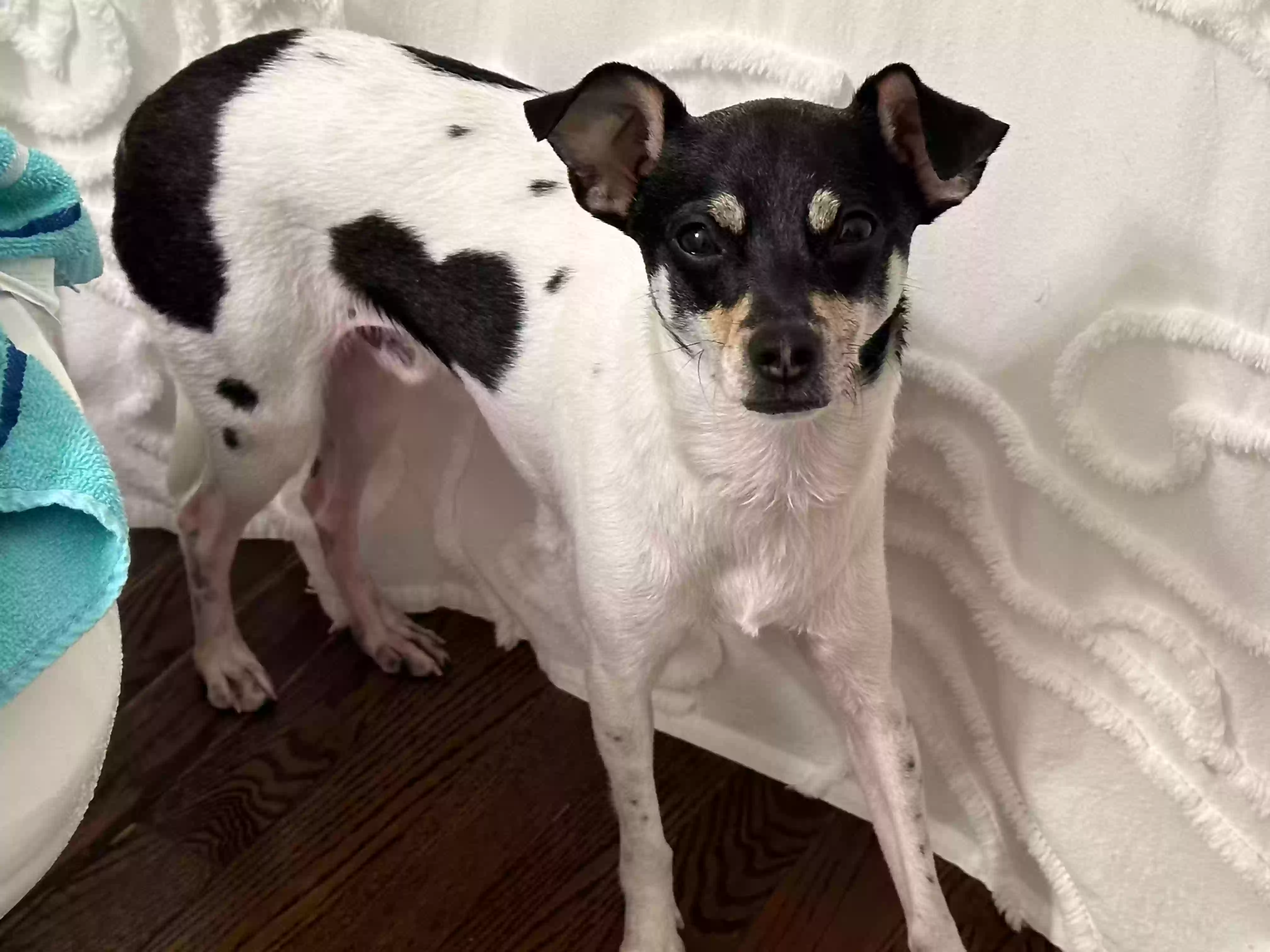 Lost dog in Henrico, VA, 23233