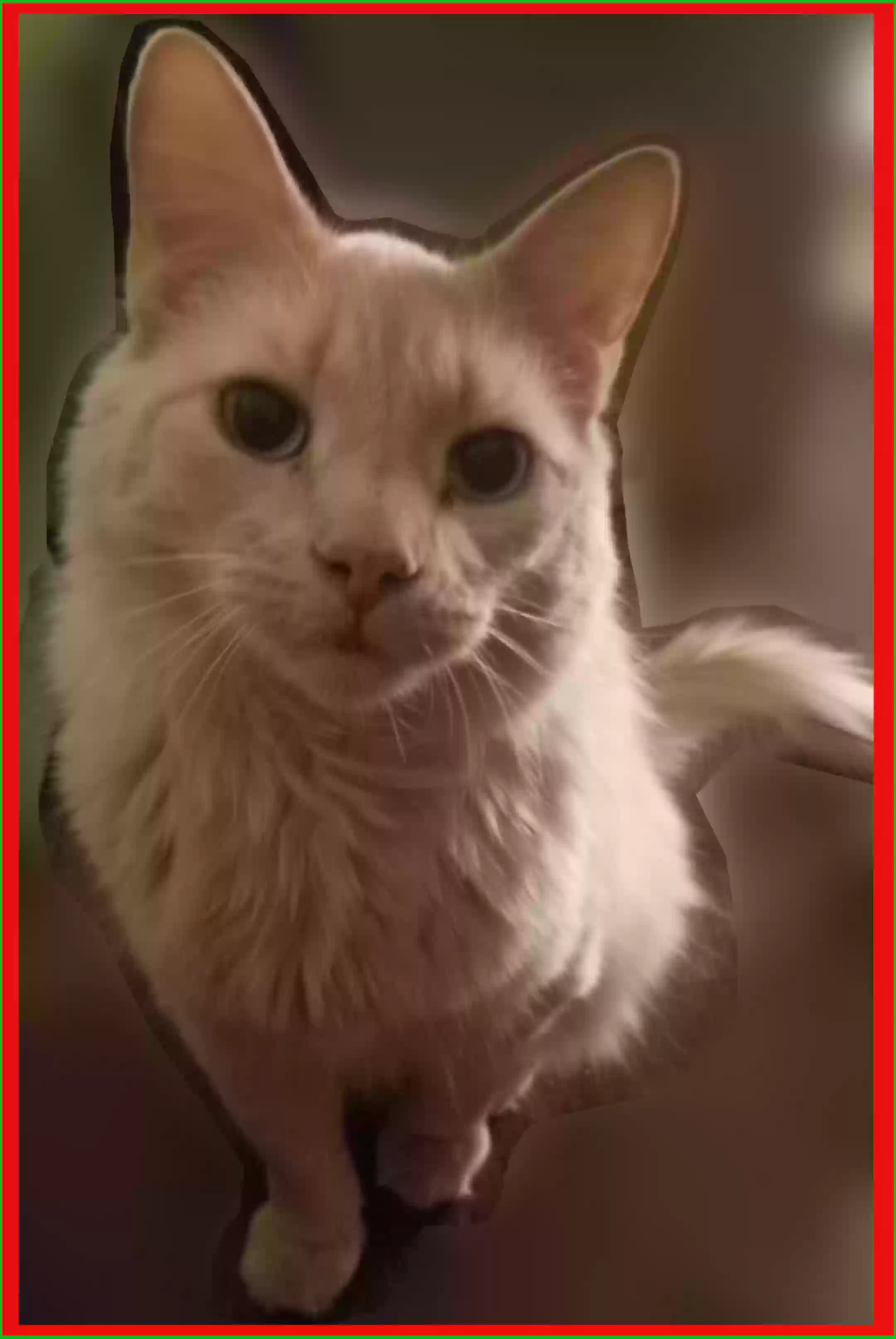 Lost cat in Chicago, IL, 60608