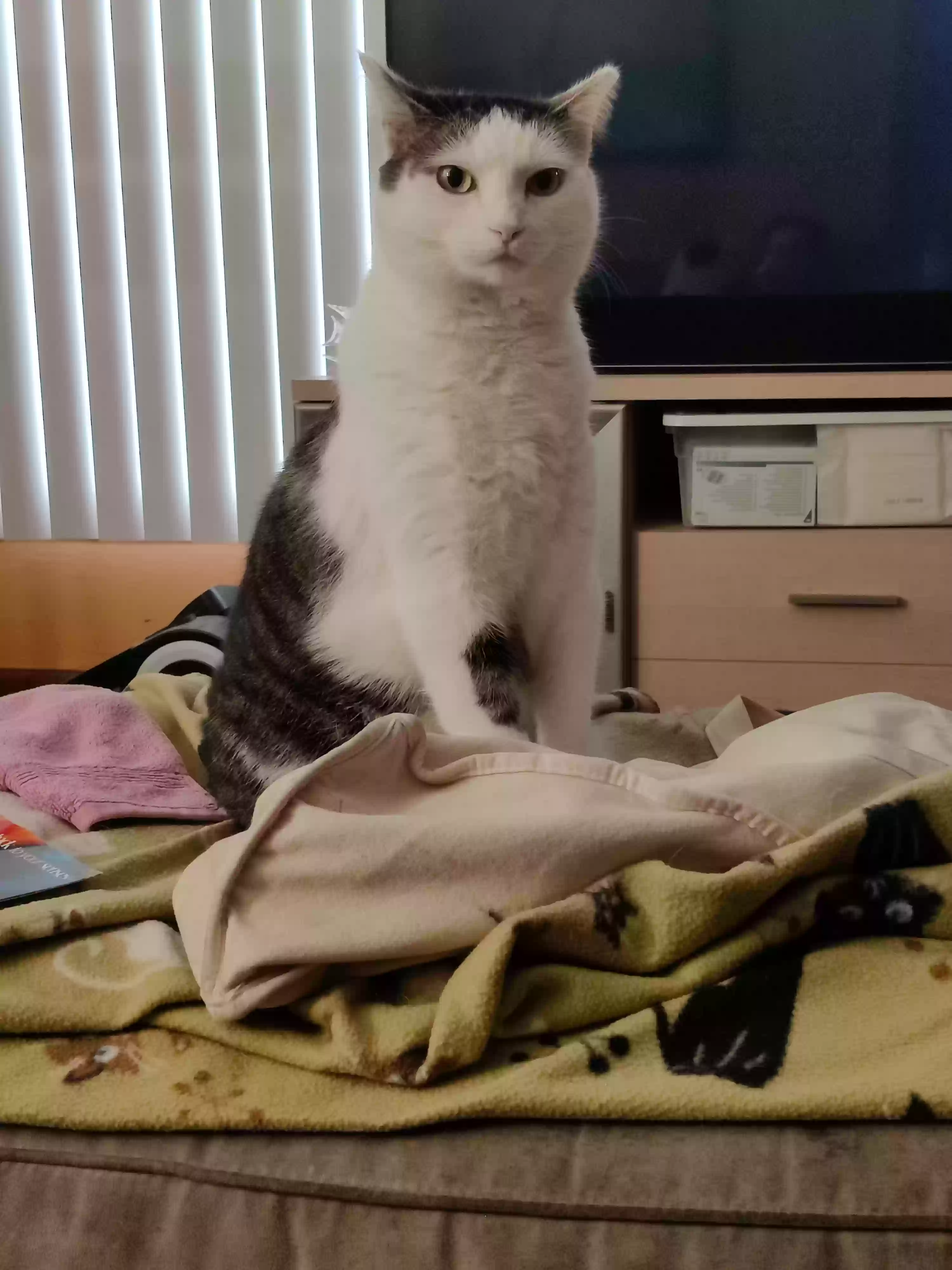 Lost cat in Cleveland, OH, 44134