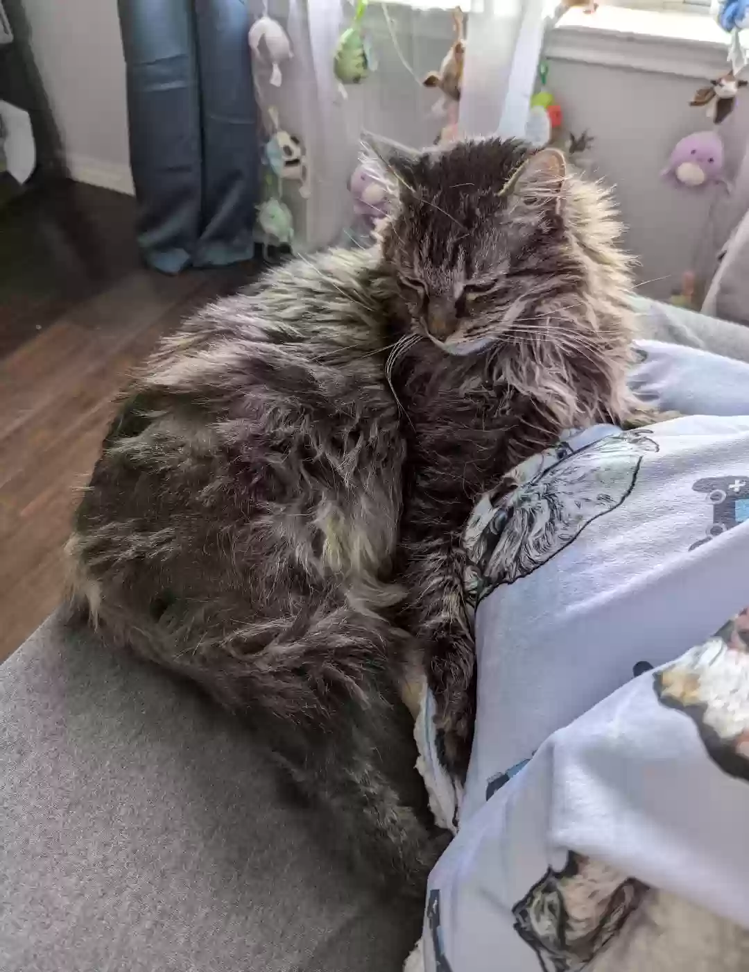 Lost cat in Pflugerville, TX, 78660
