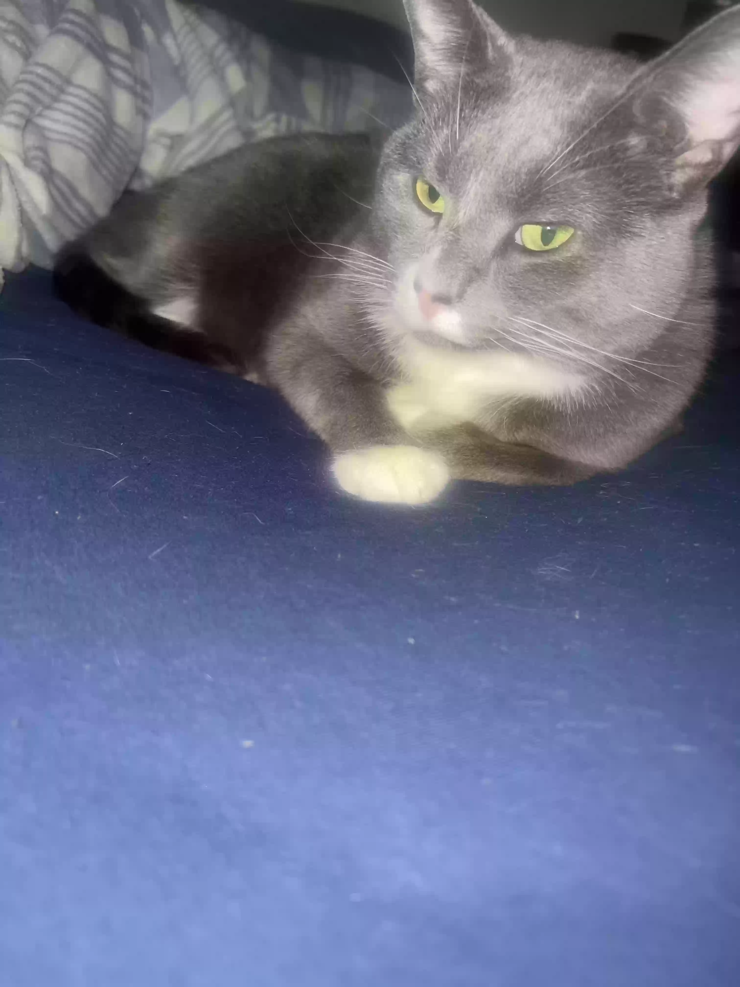 Lost cat in Aurora, IL, 60504