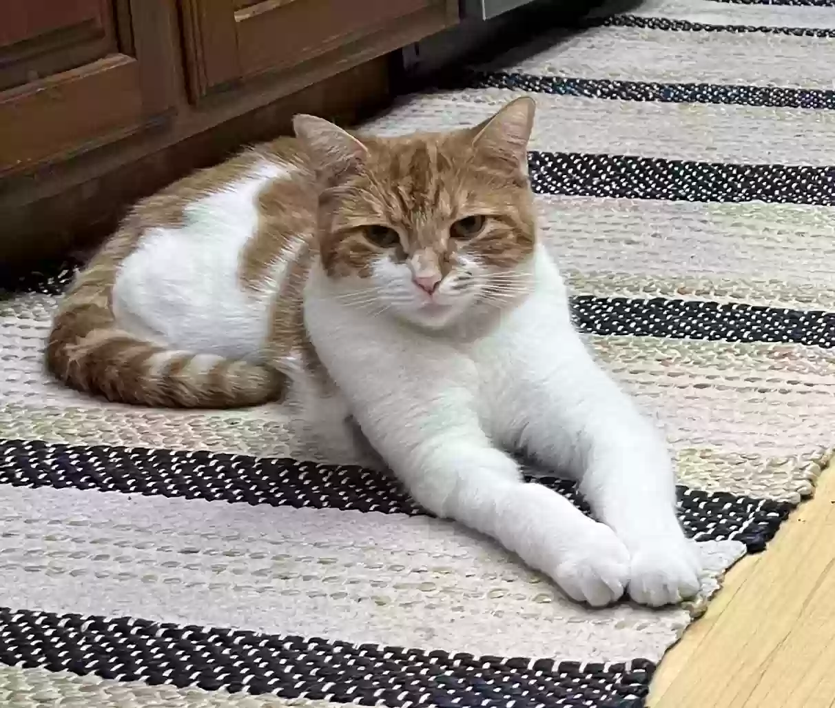 Lost cat in Beachwood, OH, 44122