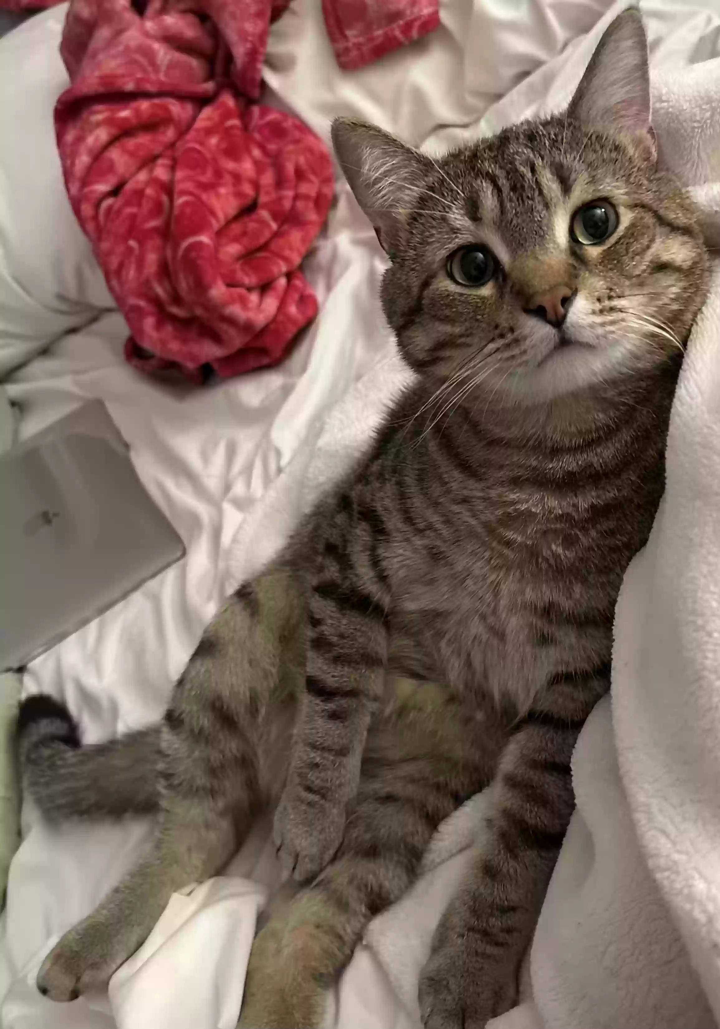 Lost cat in Lincolnwood, IL, 60712