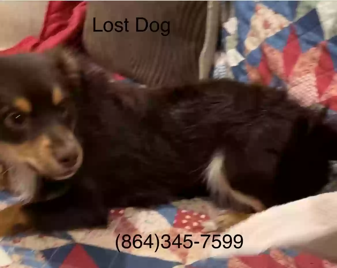 Lost dog in Anderson, SC, 29621