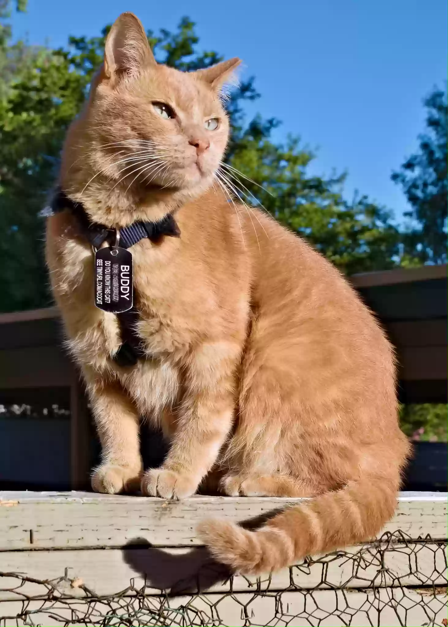 Lost cat in Sacramento, CA, 95823