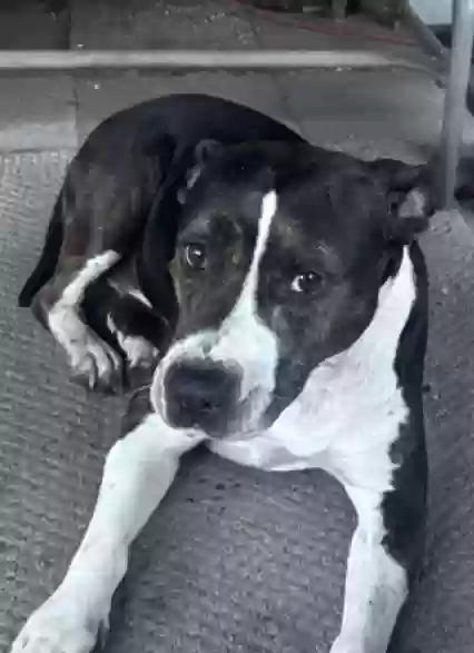 Lost dog in Center Hill, FL, 33514