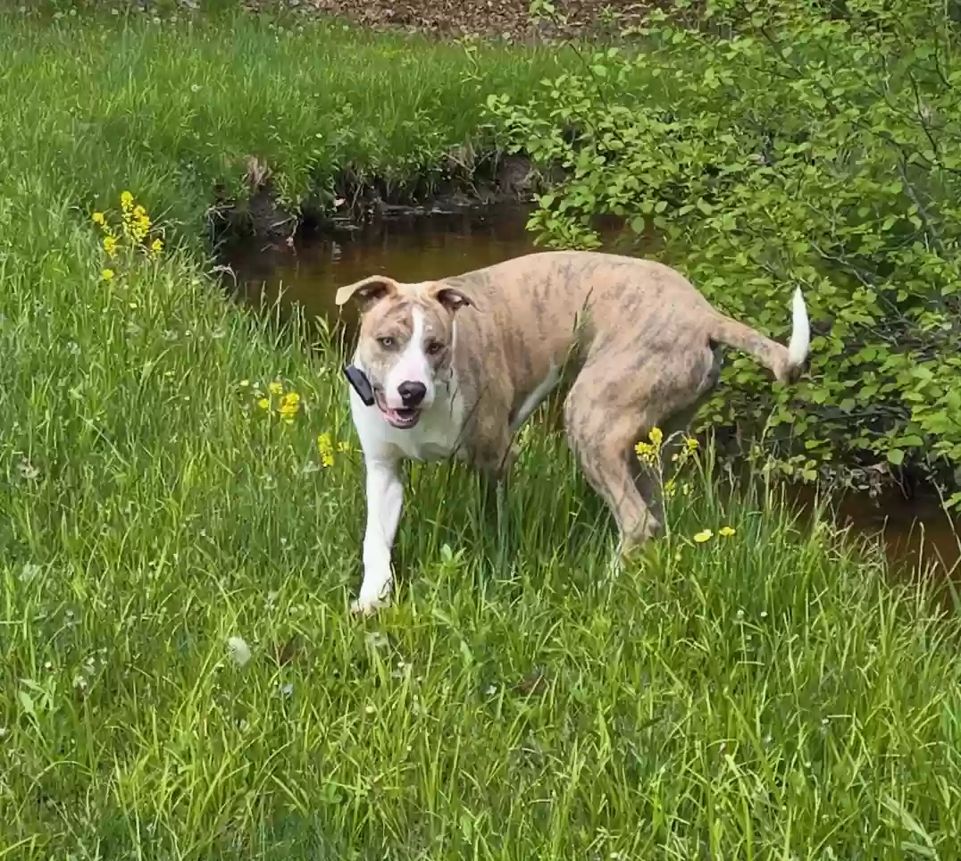Lost dog in Marysville, MI, 48040