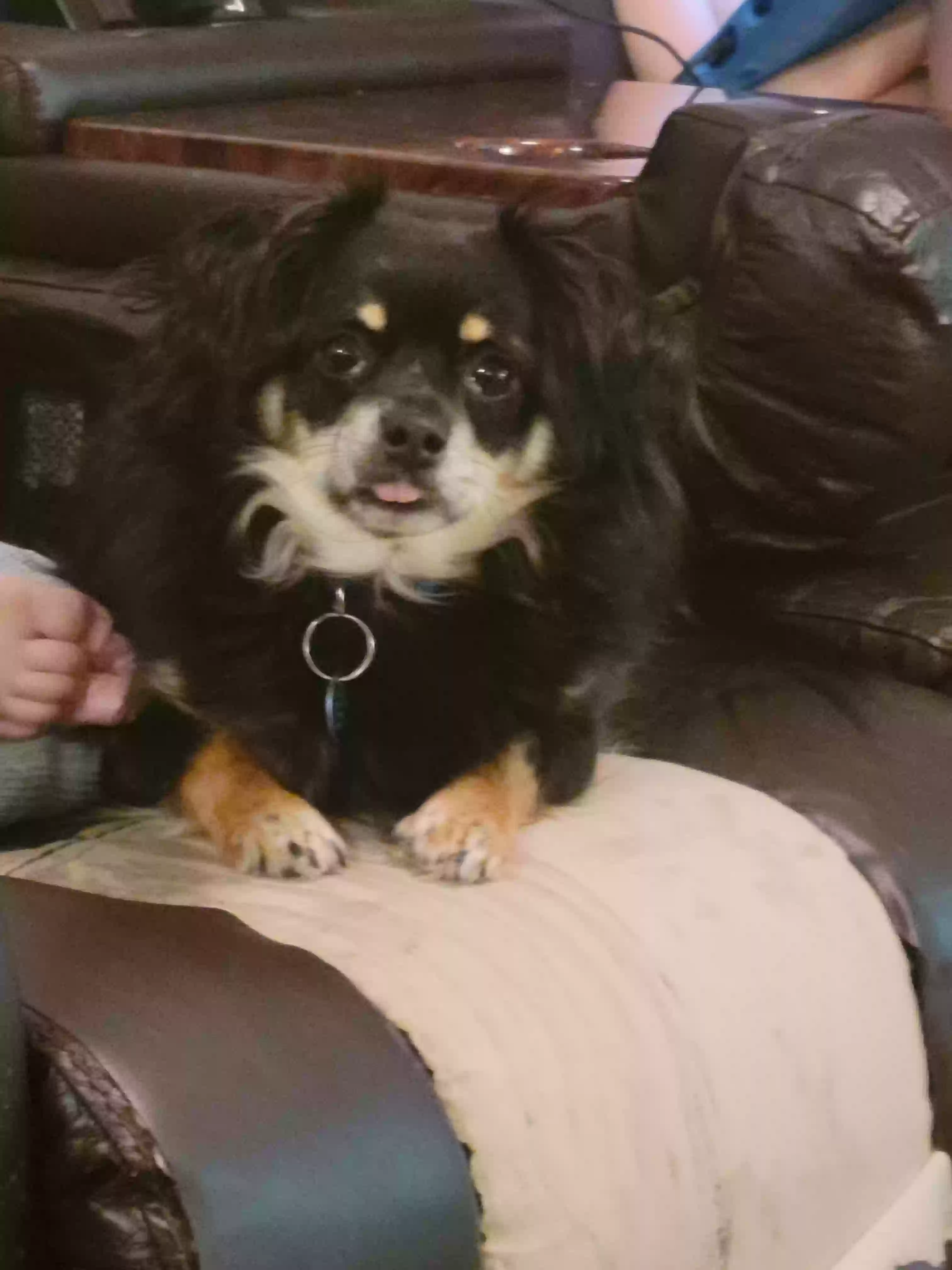 Lost dog in De Soto, MO, 63020