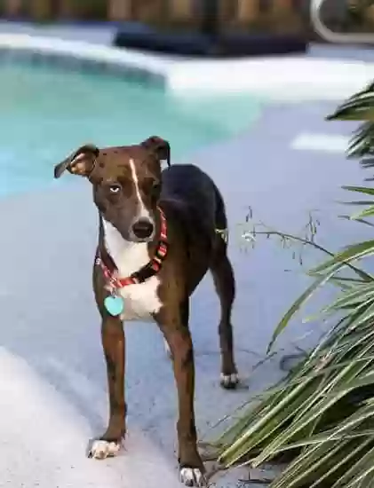 Lost dog in Middleburg, FL, 32068