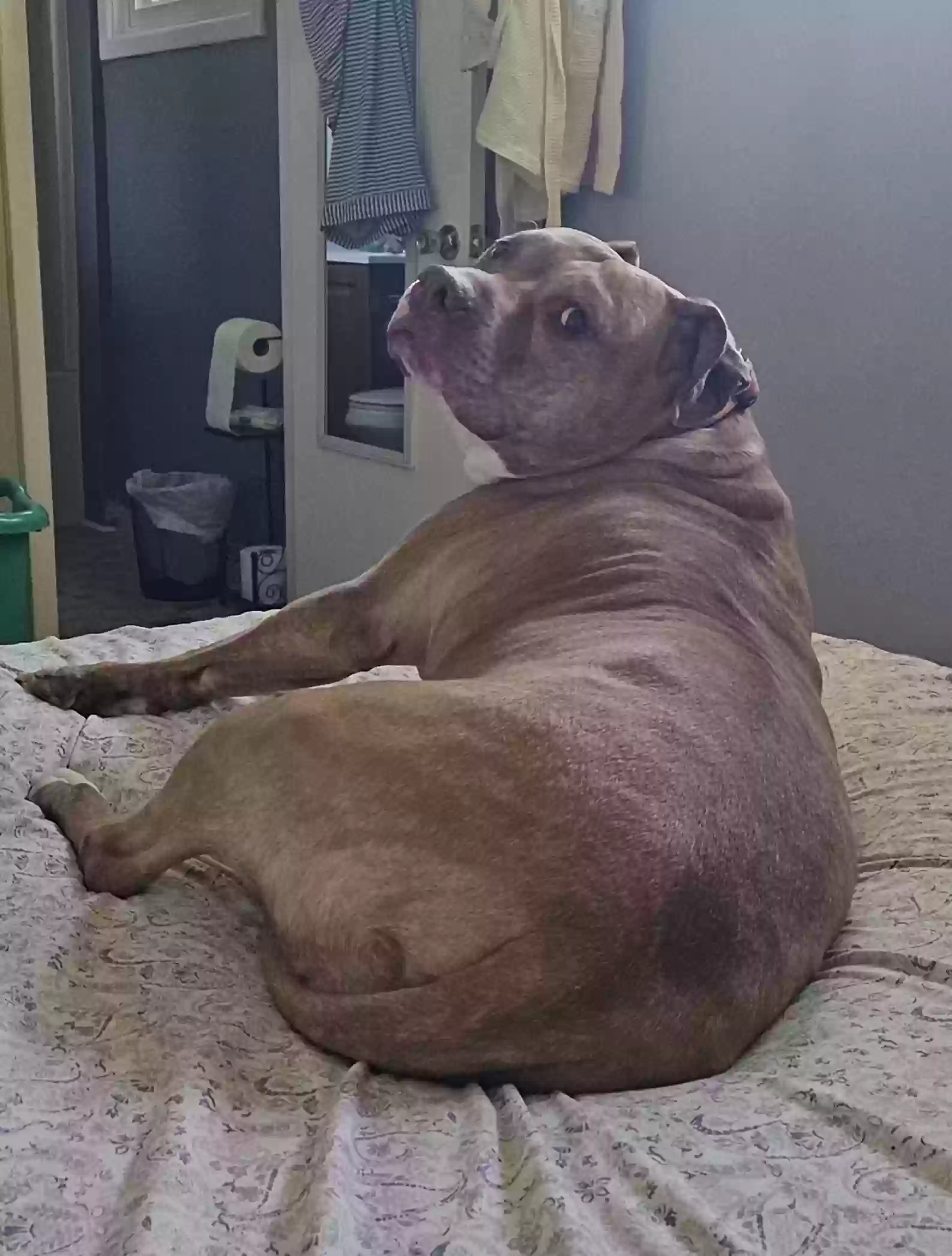 Lost dog in Kent, OH, 44240