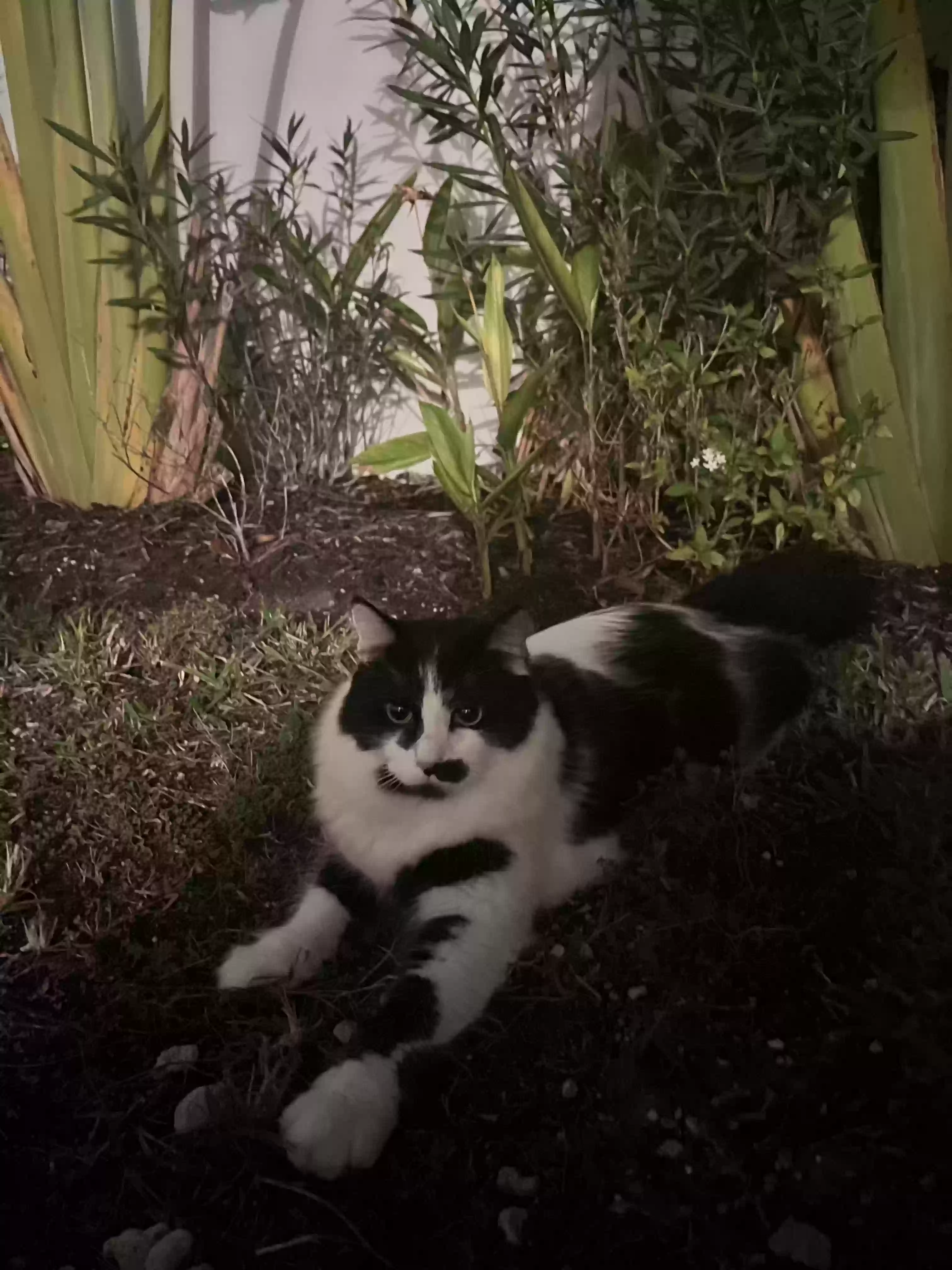Lost cat in Lake Worth, FL, 33460
