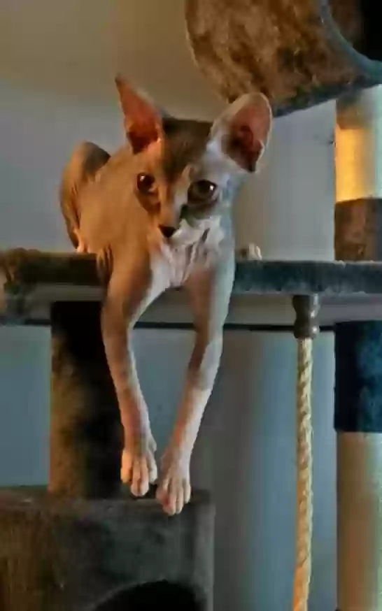 Lost cat in Yucaipa, CA, 92399