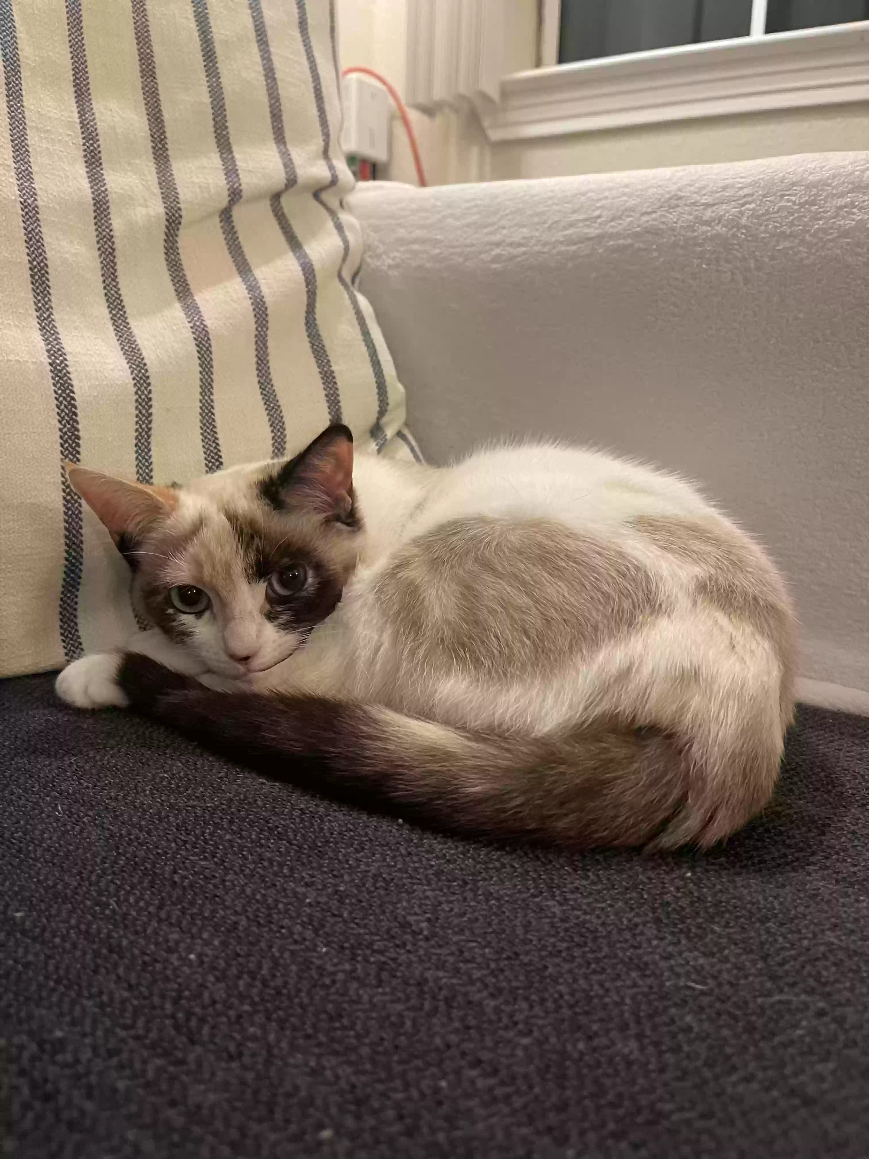 Lost cat in Cupertino, CA, 95014