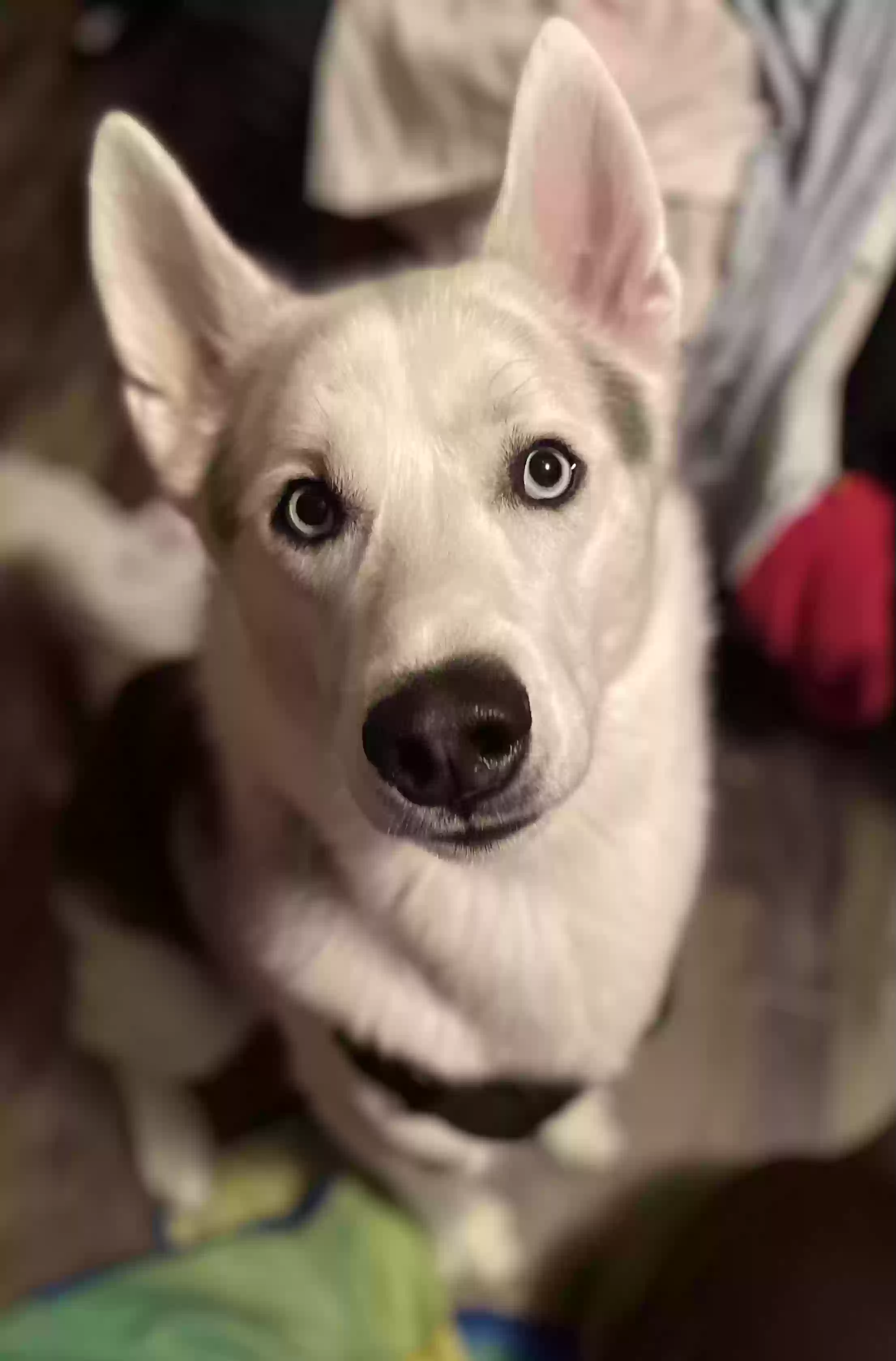 Lost dog in Cincinnati, OH, 45231