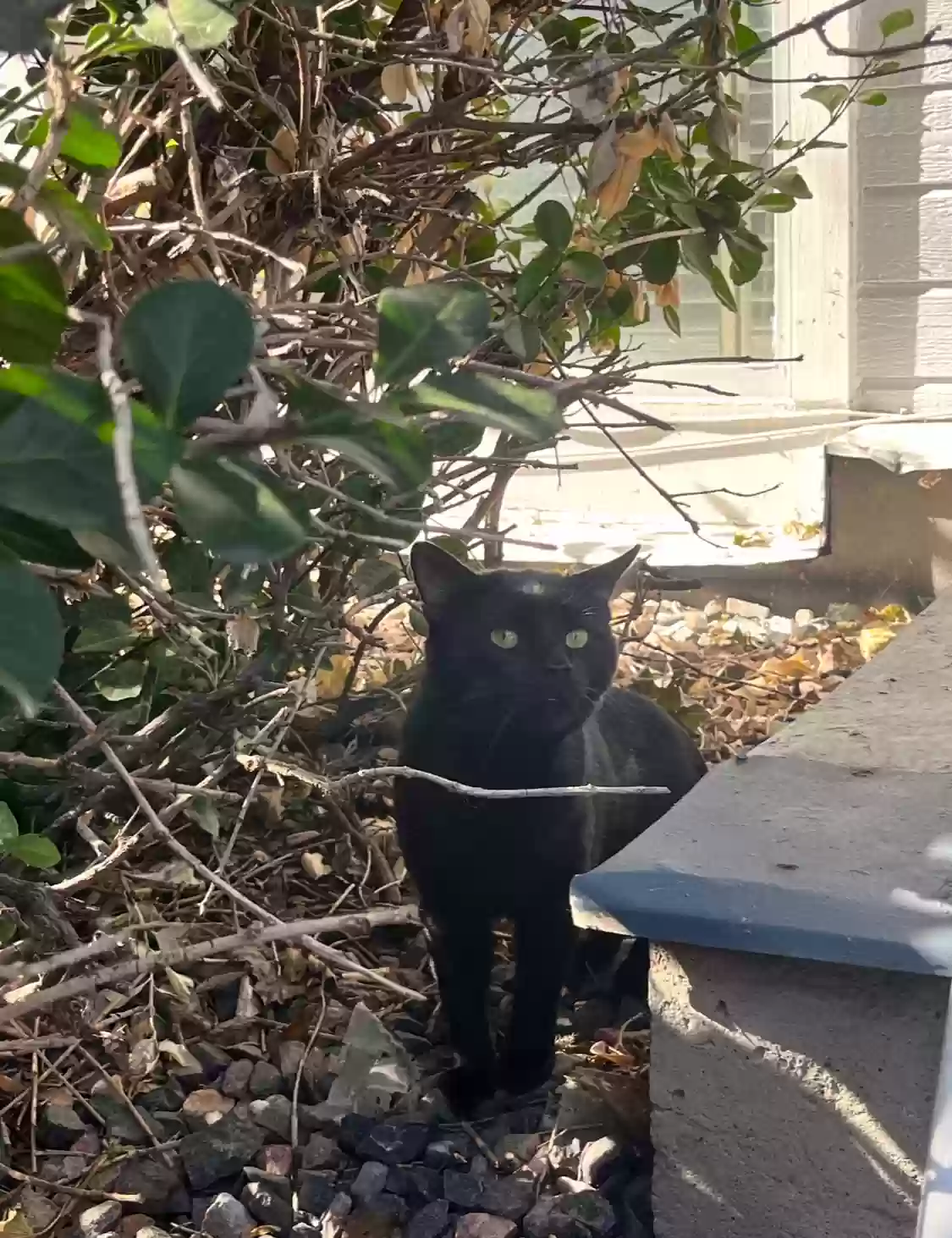 Lost cat in Aurora, CO, 80014