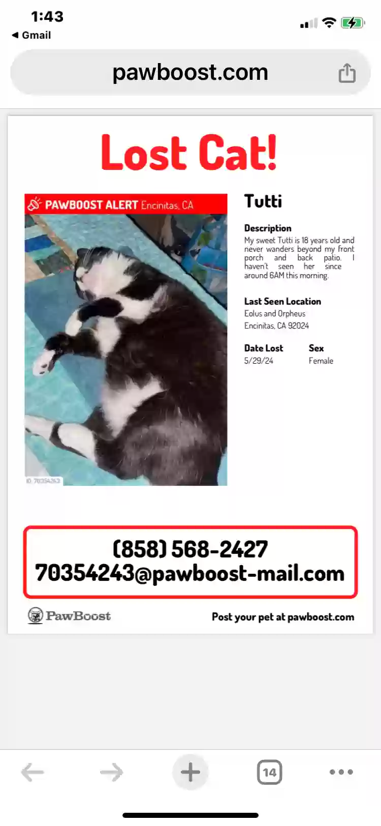 Lost cat in Encinitas, CA, 92024