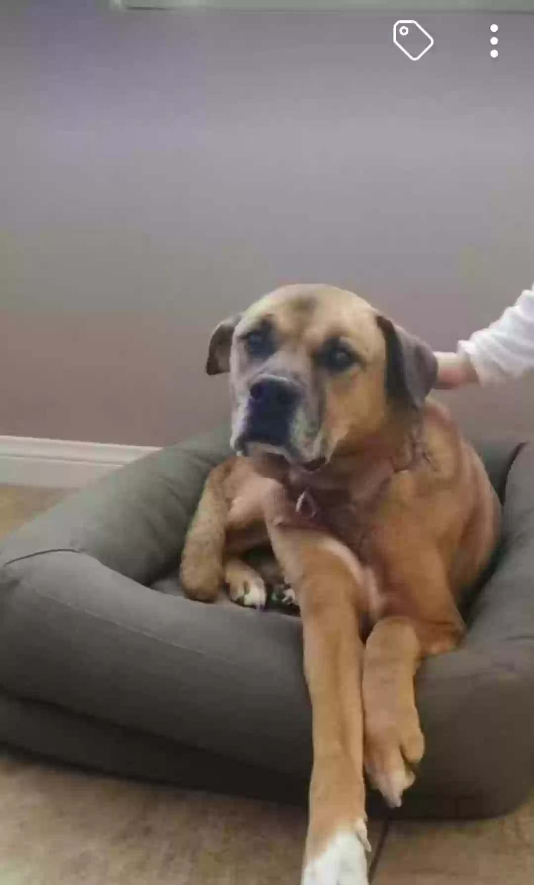 Lost dog in Menifee, CA, 92584