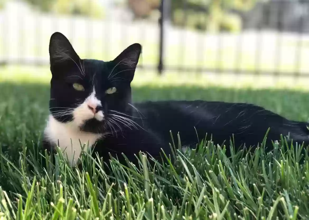 Lost cat in Meridian, ID, 83642