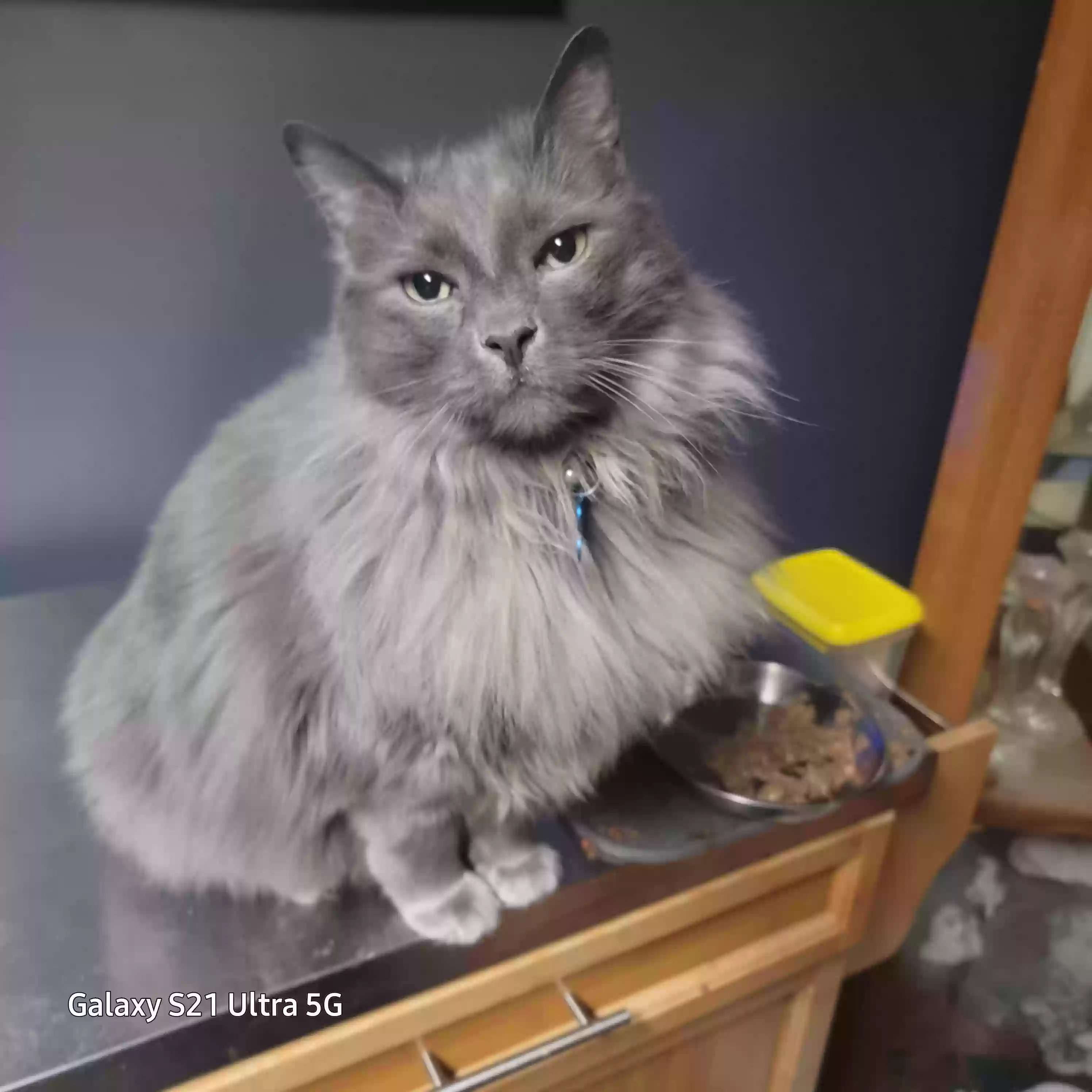 Lost cat in Webster, NY, 14580