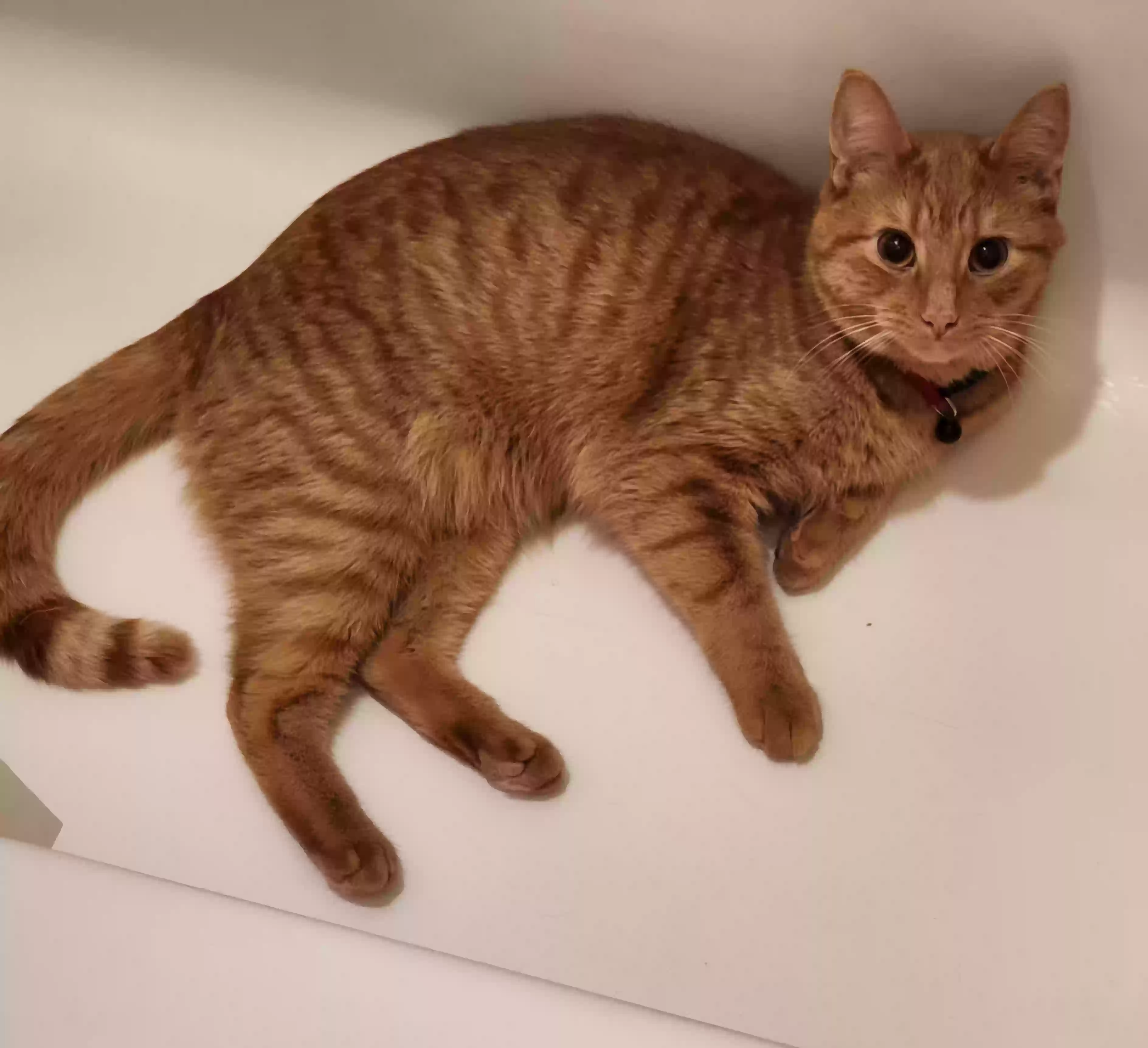 Lost cat in Beaver, PA, 15009