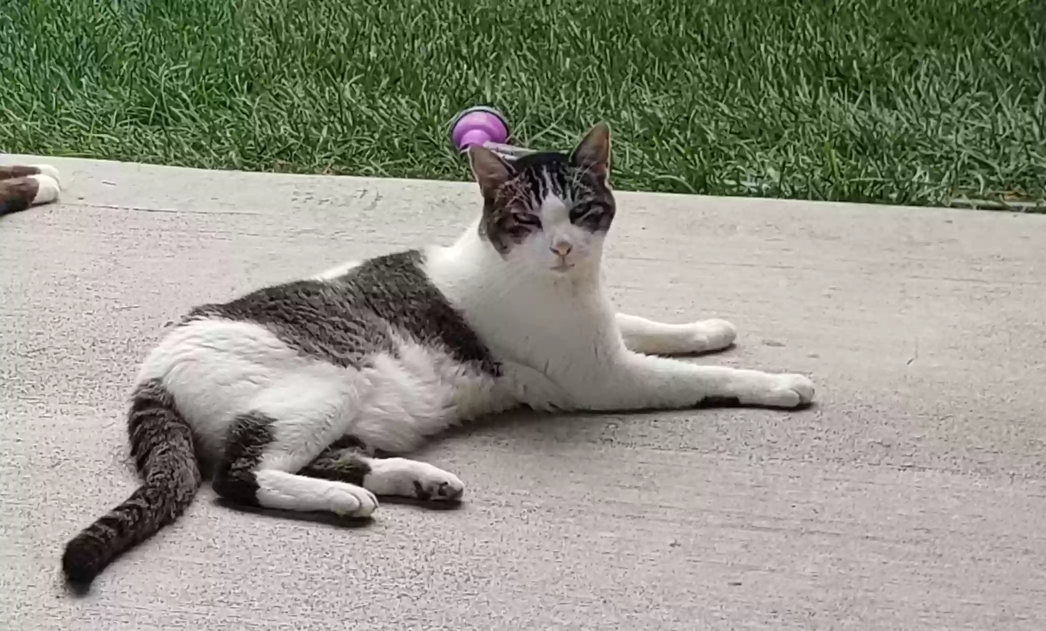 Lost cat in Saint Joseph, MI, 49085