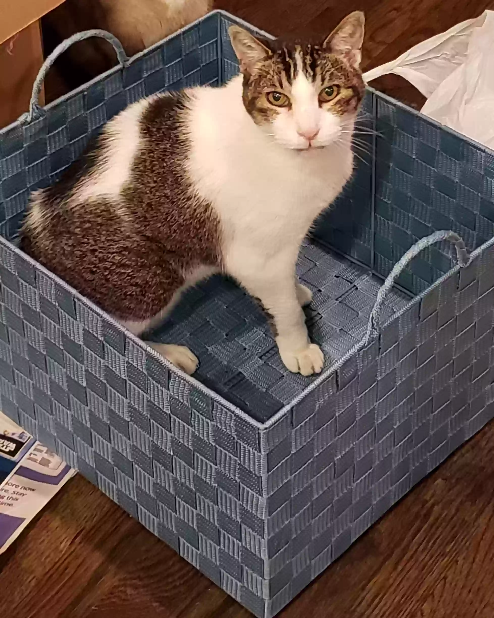 Lost cat in Saint Joseph, MI, 49085