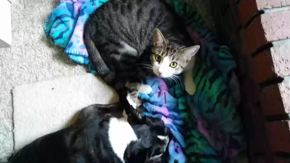Lost cat in Broken Arrow, OK, 74012