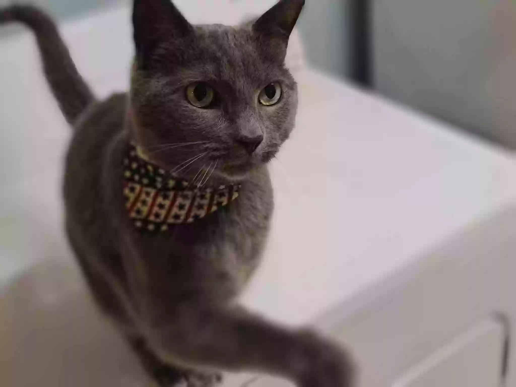 Lost cat in Stafford, VA, 22554
