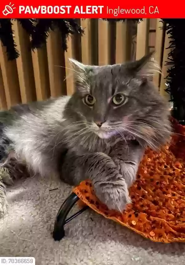 Lost cat in Inglewood, CA, 90302