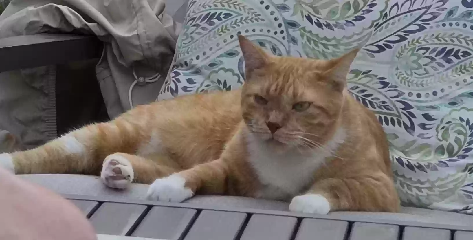 Lost cat in Livonia, MI, 48154