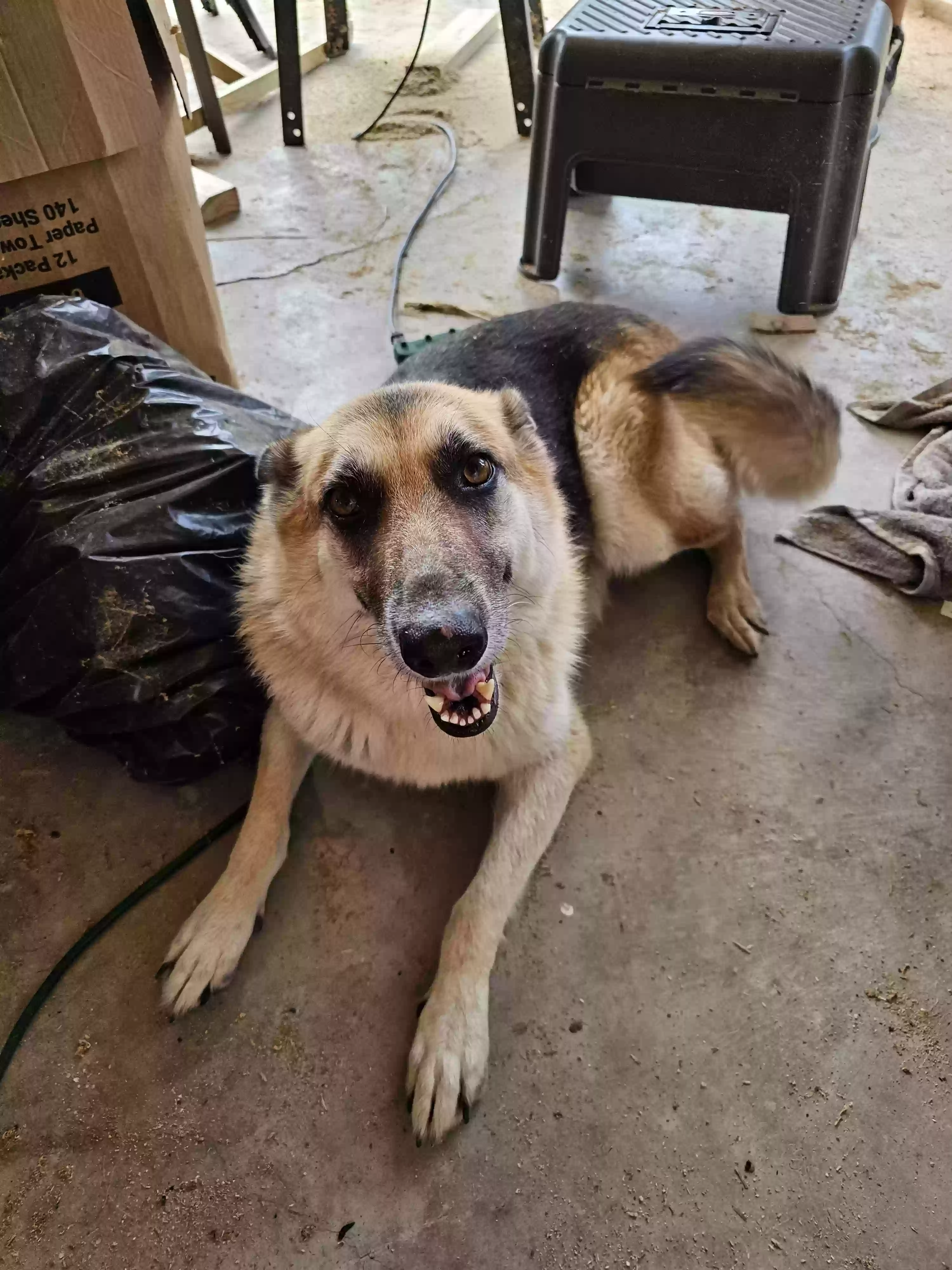 Found dog in Pittsburg, TX, 75686