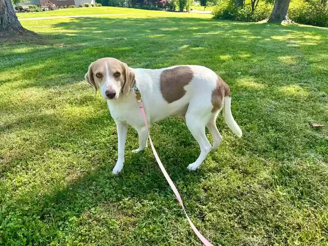 Lost dog in Madisonville, TN, 37354