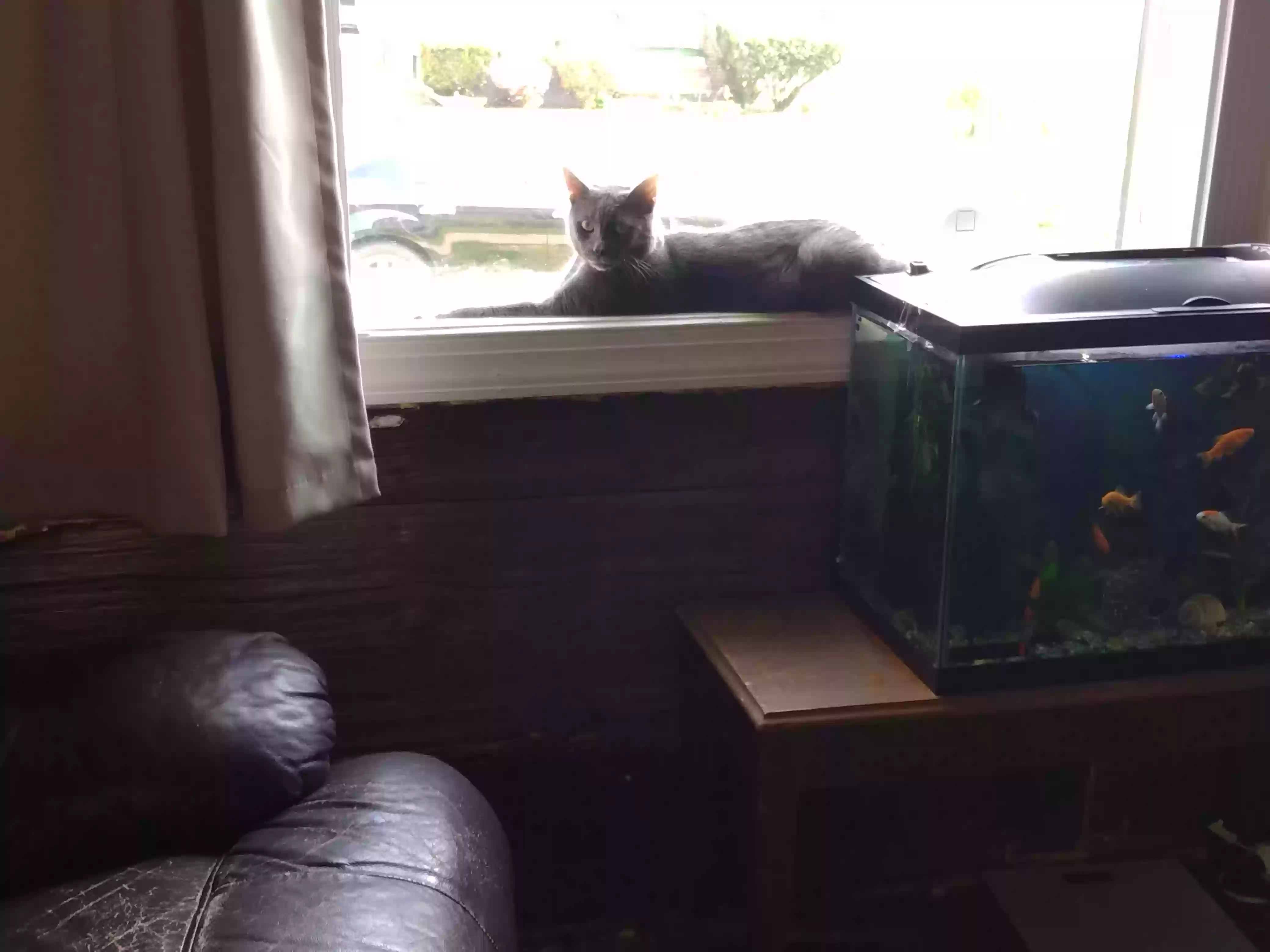 Lost cat in Kingston, PA, 18704