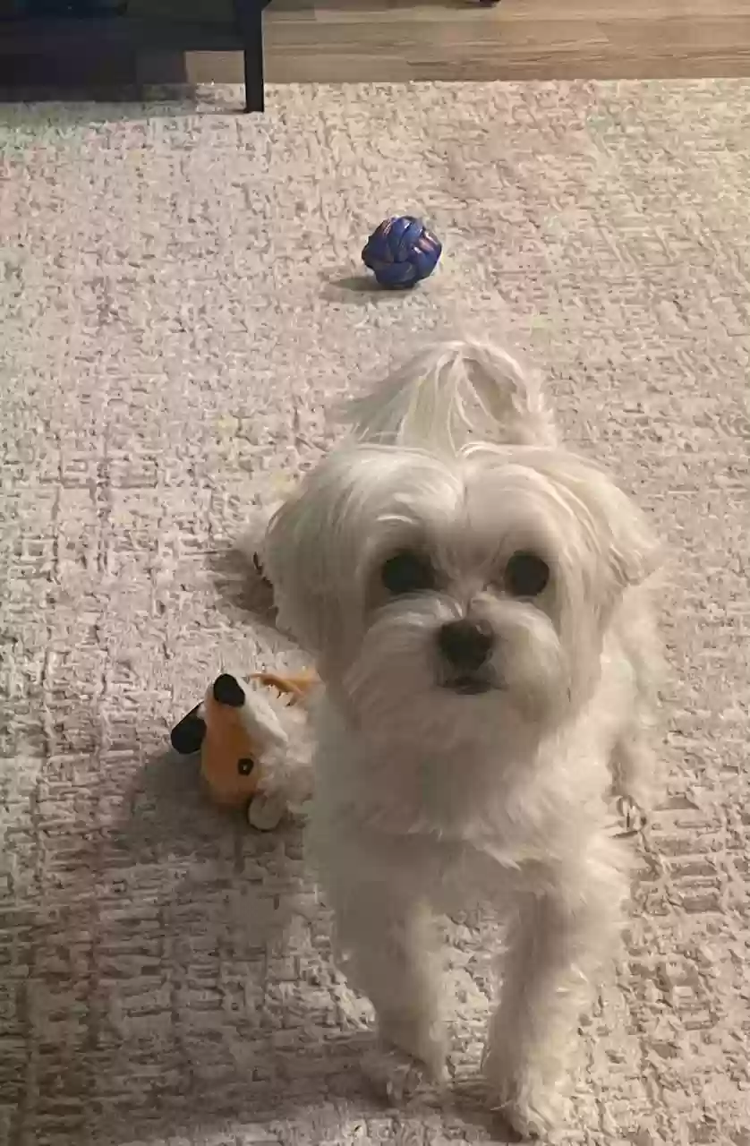 Lost dog in Shakopee, MN, 55379