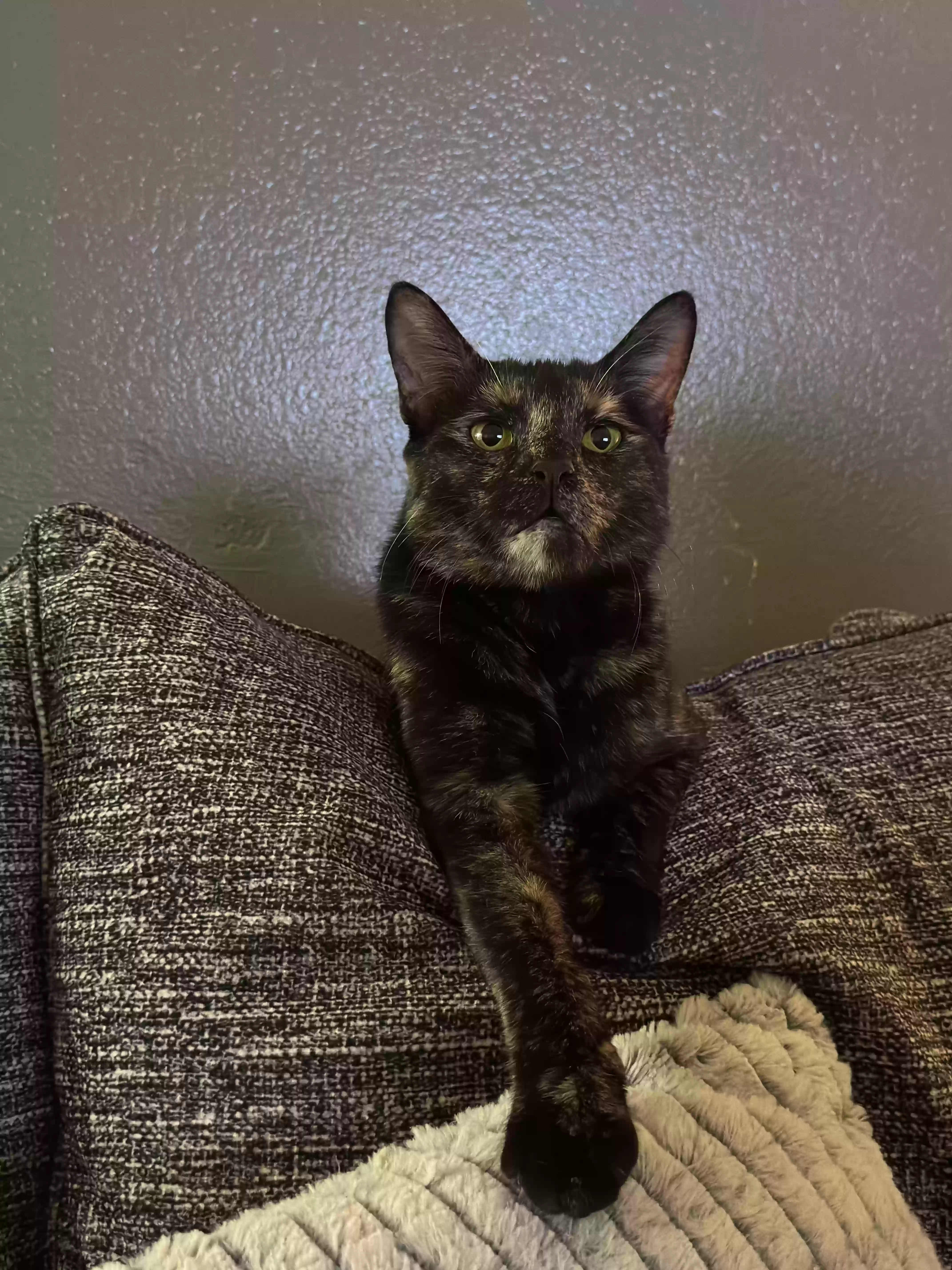 Lost cat in Mesa, AZ, 85202