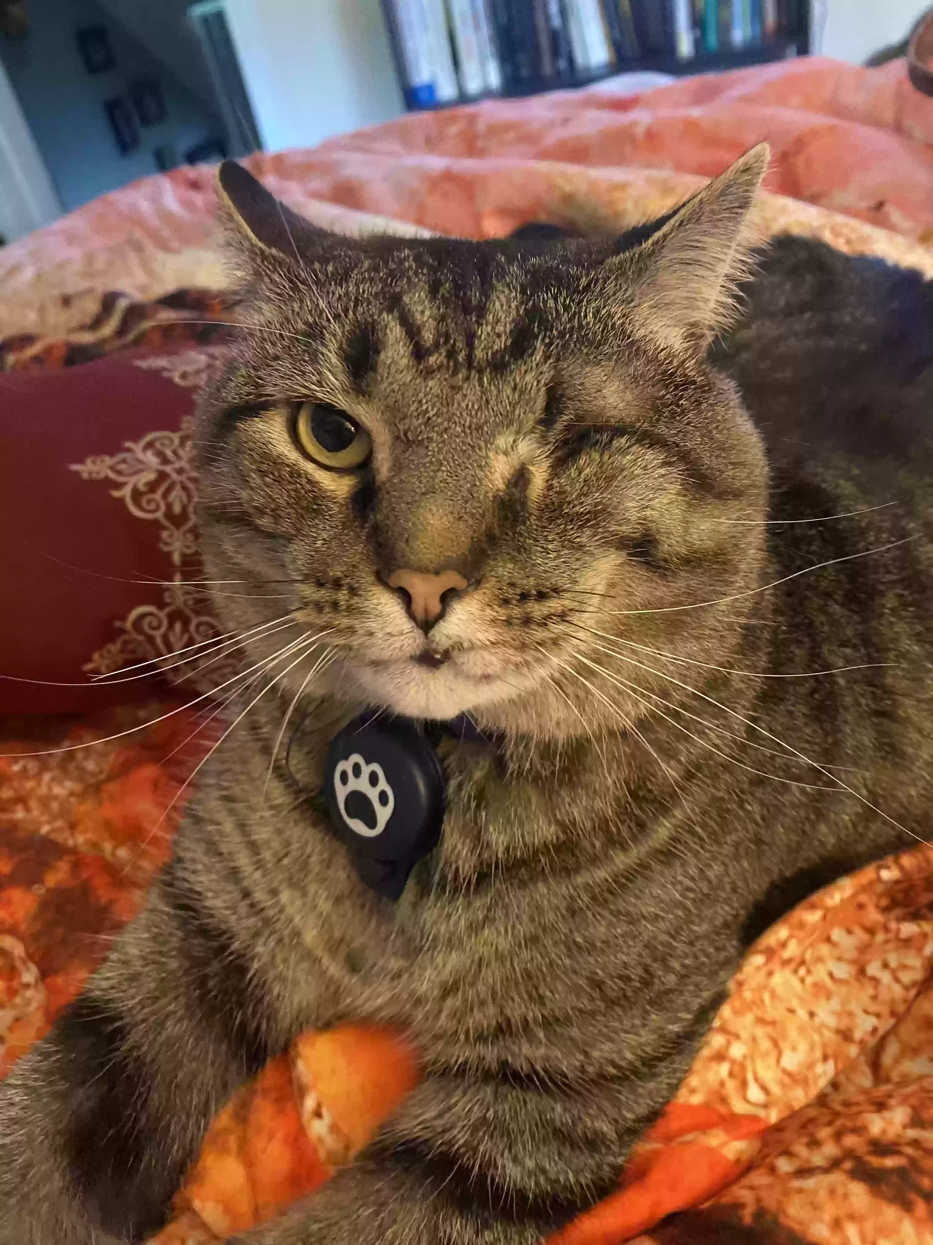 Lost cat in Sewickley, PA, 15143