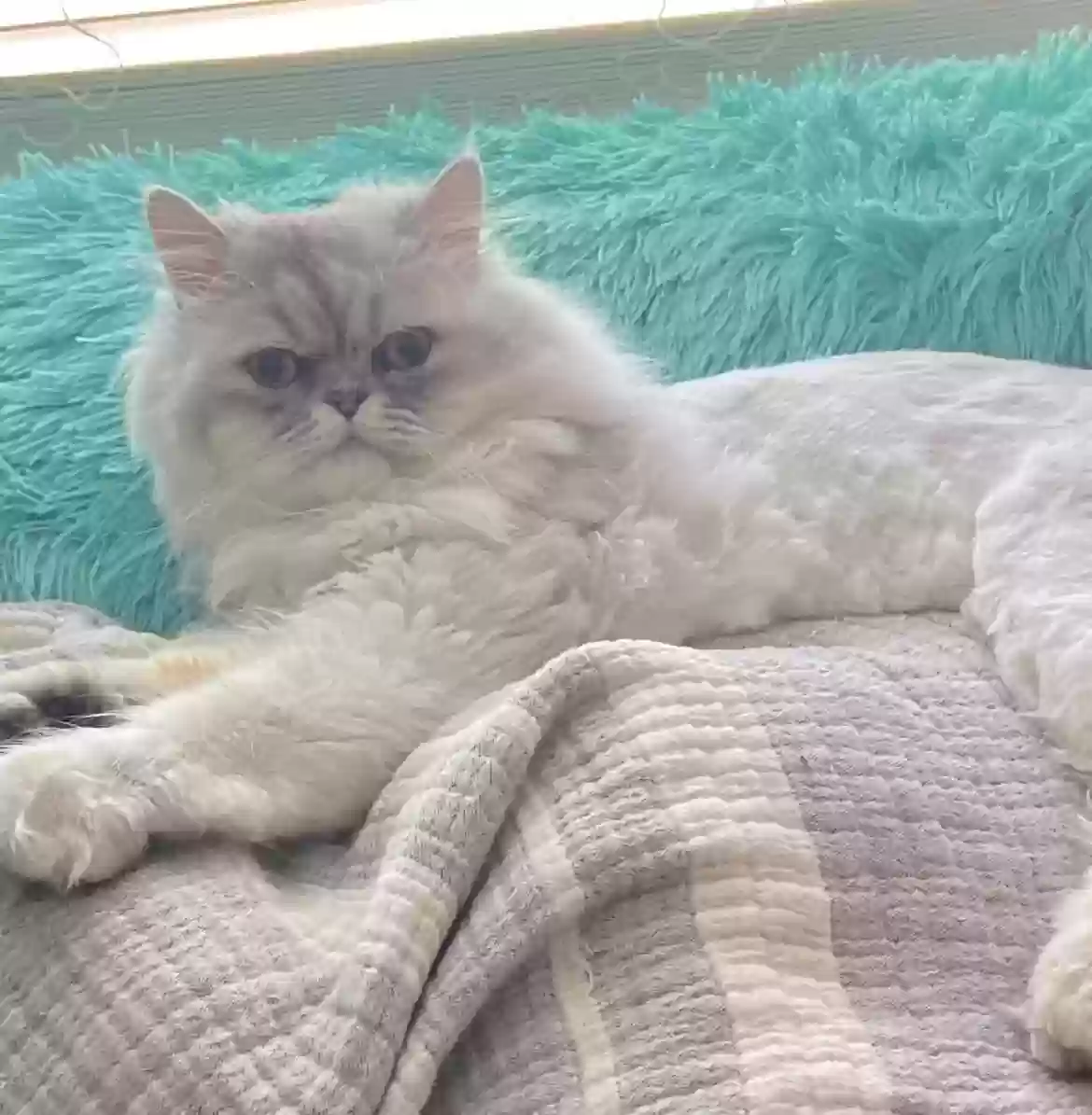 Lost cat in Fort Worth, TX, 76131