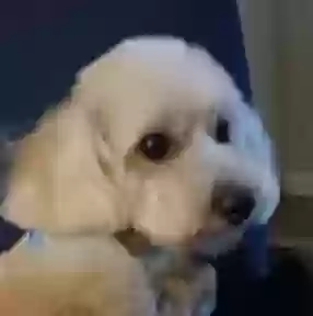 Lost dog in Nashville, TN, 37207