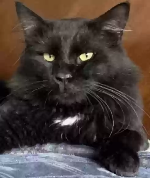 Lost cat in Mountlake Terrace, WA, 98043