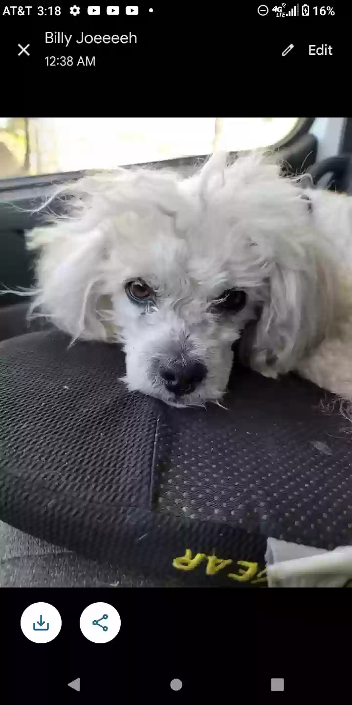 Lost dog in Bolingbrook, IL, 60440