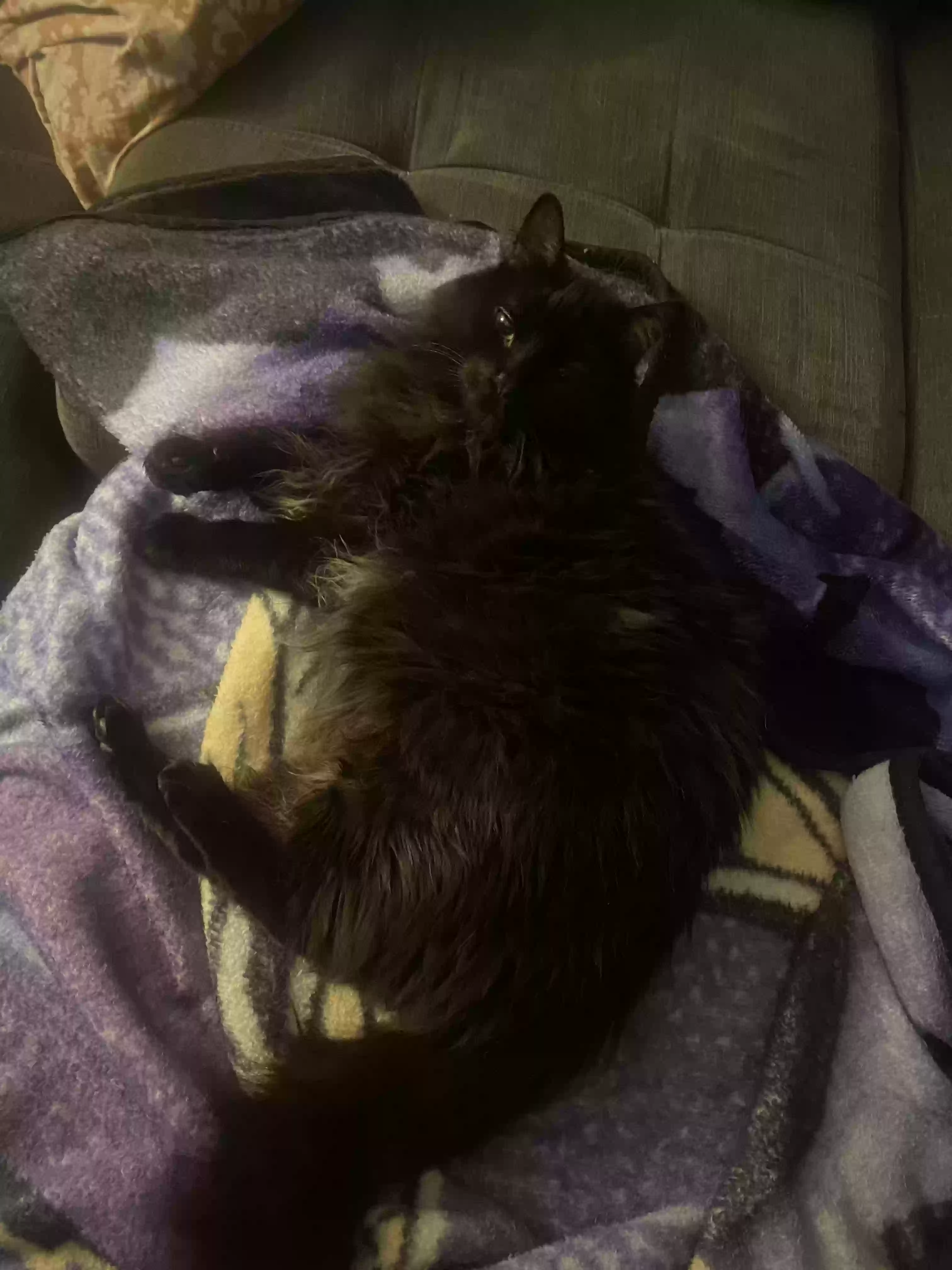 Lost cat in Shakopee, MN, 55379