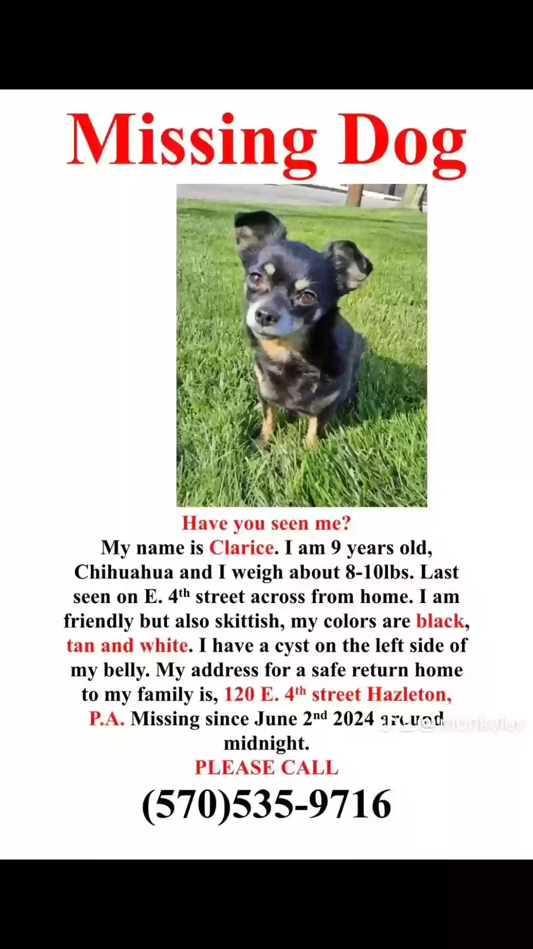Lost dog in Hazleton, PA, 18201