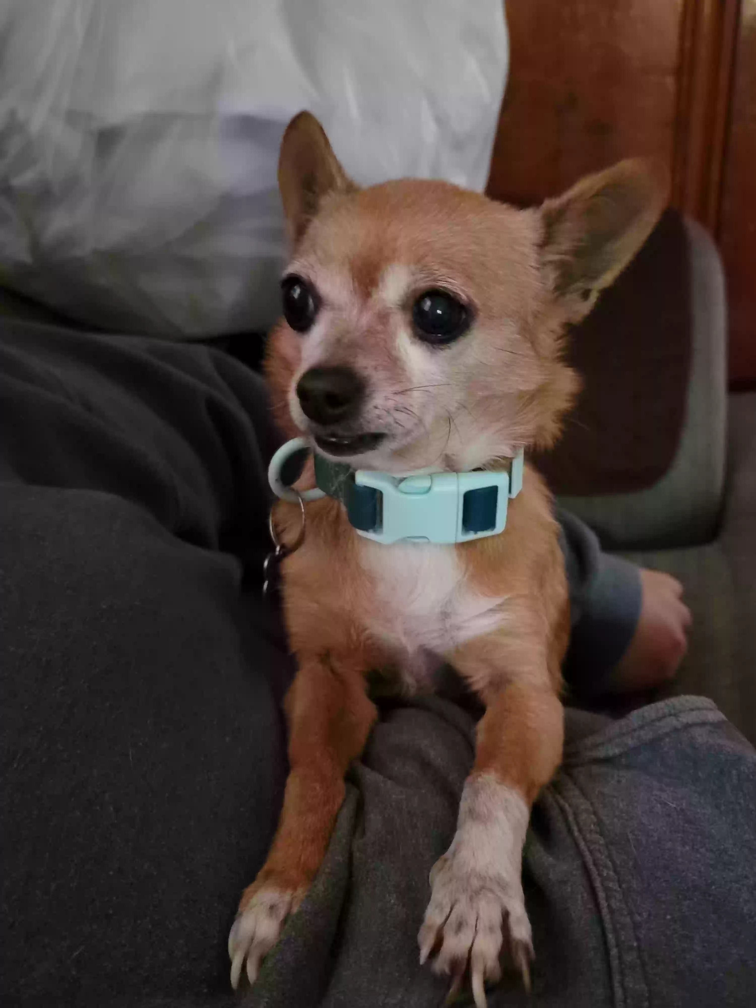 Lost dog in San Diego, CA, 92105