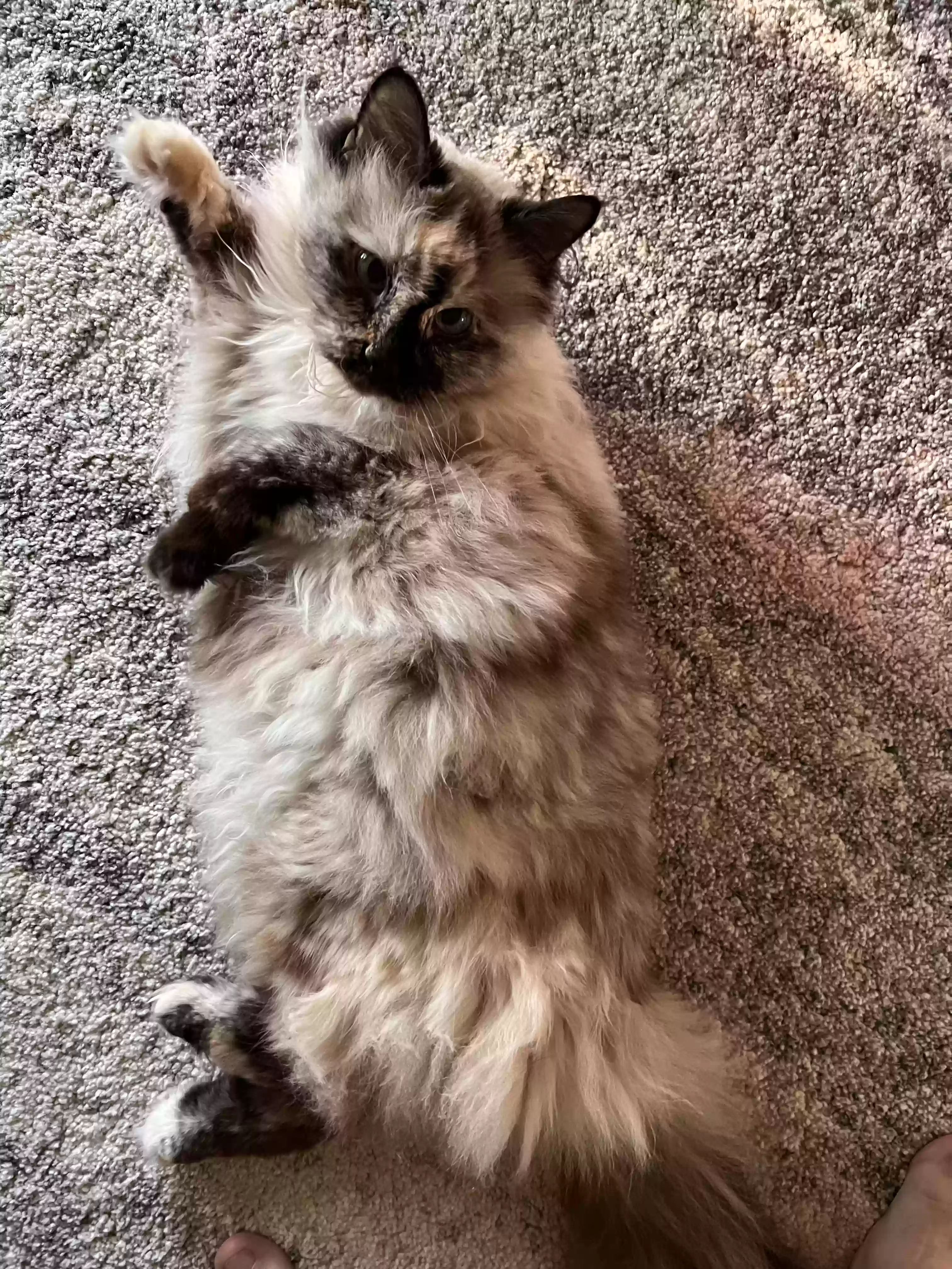 Lost cat in Aurora, CO, 80013