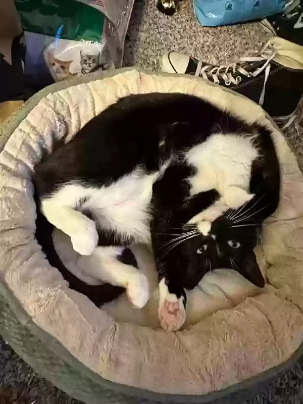 Lost cat in Rockwall, TX, 75087